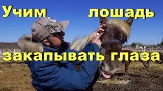 Как научить лошадь капать глаза без сопротивления.