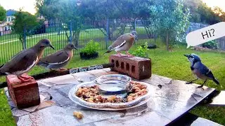 Blue Jay Bird vs Gangster Doves?