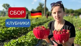 СБОР КЛУБНИКИ 🍓 В ГЕРМАНИИ 2024 / РАБОТА НА ПОЛЯХ В ГЕРМАНИИ / ЖИЗНЬ В ГЕРМАНИИ