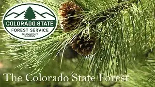 The Colorado State Forest: Managing for a Healthier Forest