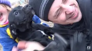 ВЕСЕЛЫЕ 7 ЩЕНЯТ КАНЕ-КОРСО