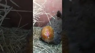 Курица воспитывает котят