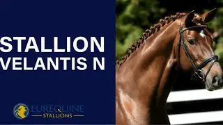 Stallion: Velantis N