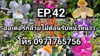 EP.42 ออเดอร์กล้วยไม้ต้อนรับหน้าหนาว สนใจกล้วยไม้ เเอดไลน์เลยจ้า ไอดี  jezziiijz หรือโทร 0971765756
