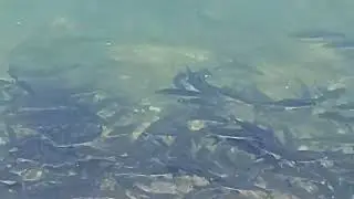 Mrest Na Popadika - Mavrovsko Ezero
