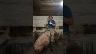 #деревня#хозяйство#поросята#