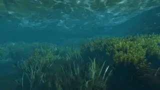 Under Water Seagrass