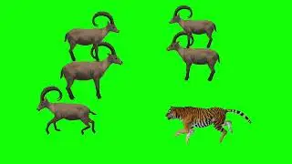 tiger attack deer green screen video. 