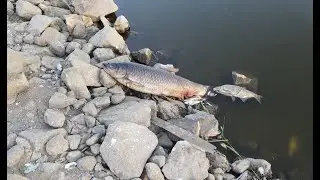 Martwa Odra @ Górzyca  12 08 2022