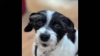 It’s All in the Delivery! Pawsitive Rufflections