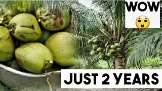 Just two years Coconut Farming . Coconut farming is profitable