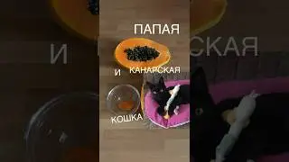 Кошка ест ПАПАЮ ! На Тенерифе #тенерифе #tenerifetodaу