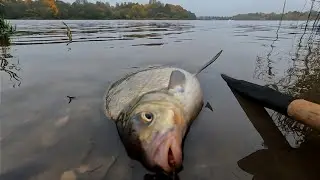 Осенью клюют самые Здоровенные Лещи. Фидерная ловля Леща на реке поздней осенью.