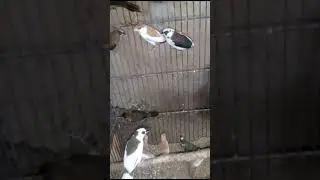 Home Farming Colored Parrots  #famous #trending #trendingnow #canada #trendingvideo #viralvideoシ