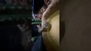 Дора  пьёт