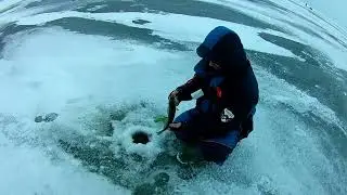 Ловля берша на тюльку Горе море Глазова гора