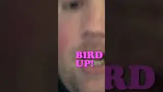 Bird Down