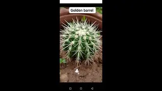 before after| then now cactus and succulent review