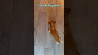 ЧИХУАХУА И КОСТЬ #shorts