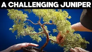 Dealing With A Challenging Juniper Bonsai