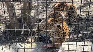 Обед у леопарда!🐆Пятнистый красавец ест не спеша, но с аппетитом!😋 Тайган❤️