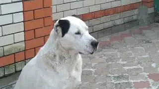 Джафар (БГ Ак Гуш / Айра ГХ), 6 лет