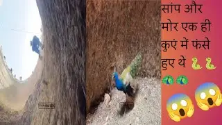 सांप और मोर एक ही कुएं में थे #forestanimal #animals #forest #viralvideo #trending 🐍🐍🦚🦚😱😱😱😱