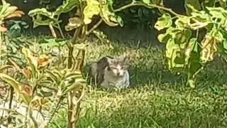 pussy.mp4