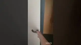 шкаф 2Д Aveleo