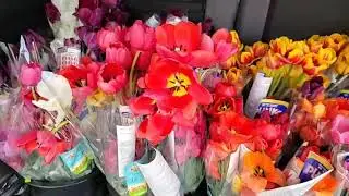 Tulips of Thanks, Presented by OLG & CTV 🌷 Greystone Hospital