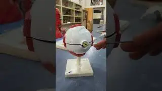 Eye model | eye anatomy |layers of eye