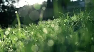 Green Field videos by nature