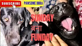 डोरा ने करी खूब उछल कूद अपने टॉय के साथ 🐕❤️ 