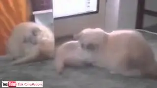 Cats+Water10