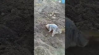 Битва за урожай