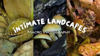 Intimate Landscape Photography