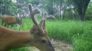 Deer at the mineral site! Even through a thunderstorm!