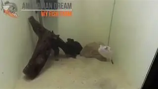 Этого вам никто скажет, это никто не покажет..
