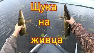 Ловля щуки на кружки