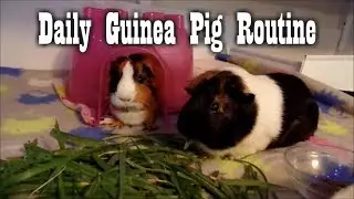 Guinea Pig Daily Routine | November 2017