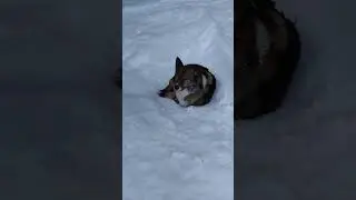 Эх ты ,собакин.