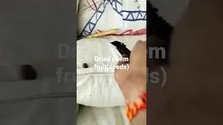 Dried neem seeds Contact 9404859445/ 7020485737 #trending #youtubeshorts