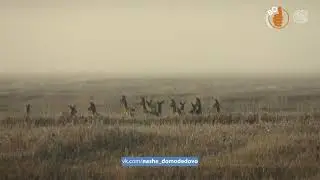 Косули возле аэропорта Домодедово