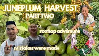 June Plum Harvest: Fun Rooftop Adventure! PART 2
