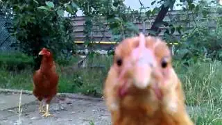 Н. Кнежевич - Курица