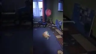кот и воздушный шарик