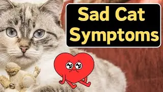 Why Is My Cat So Unhappy? (KNOW THE SIGNS!)