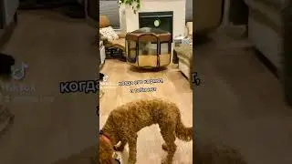 #юмор #смешные