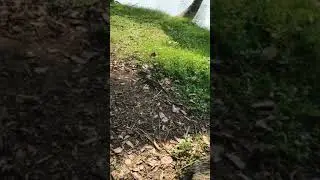 Вараны в городском парке Бангкока
