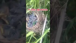 Я спас им жизнь... #спас_жизнь #спасение #удача_на_их_стороне #косите_аккуратней
